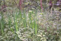 Plants