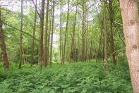 Trees