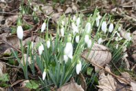 Snowdrops